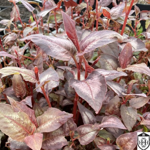 Persicaria microcephala 'Dragon's Eye' - Pisipäine kirbutatar 'Dragon's Eye'